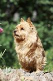 NORWICH TERRIER 076